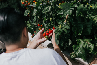 a man puts a bunch of tomatoes on his palm