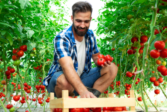 man putting tomatoes in a box